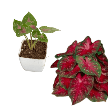 Caladium Red Star Indoor Plant Small Size