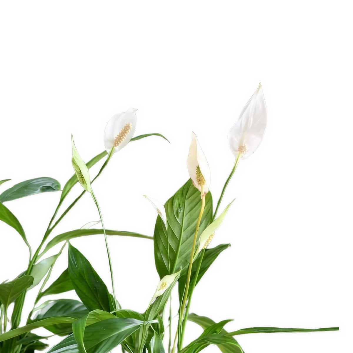 peace lily price in india Buy Peace Lily Plants Online