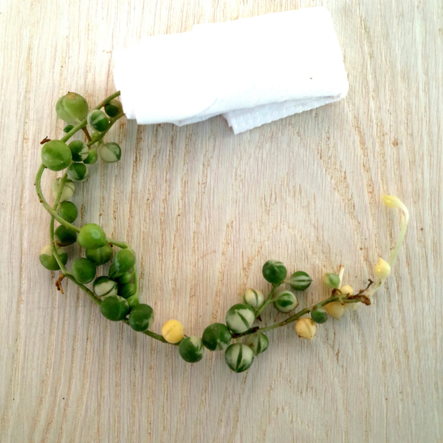 A String of Pearls フルラ 非売品 FURLA A STRING OF PEARLS フルラ