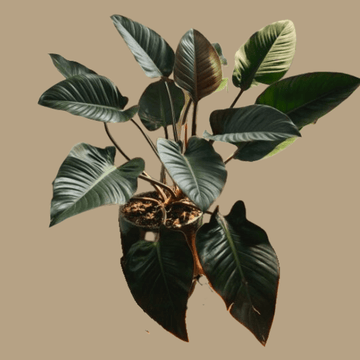 Philodendron Rojo Congo Plants