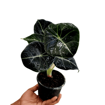 Alocasia Black Velvet Plant for Indoor Plant