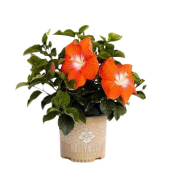 Orange Hibiscus :- Hawaii Variant