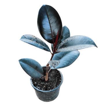 Rubber Plant Hardy Variety Set of 3