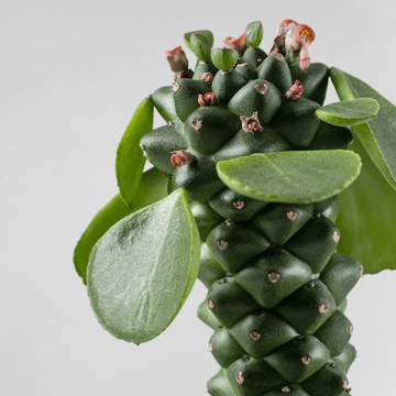 Monadenium Ritchiei, Weirdo Succulent, Majestic Rare Cactus