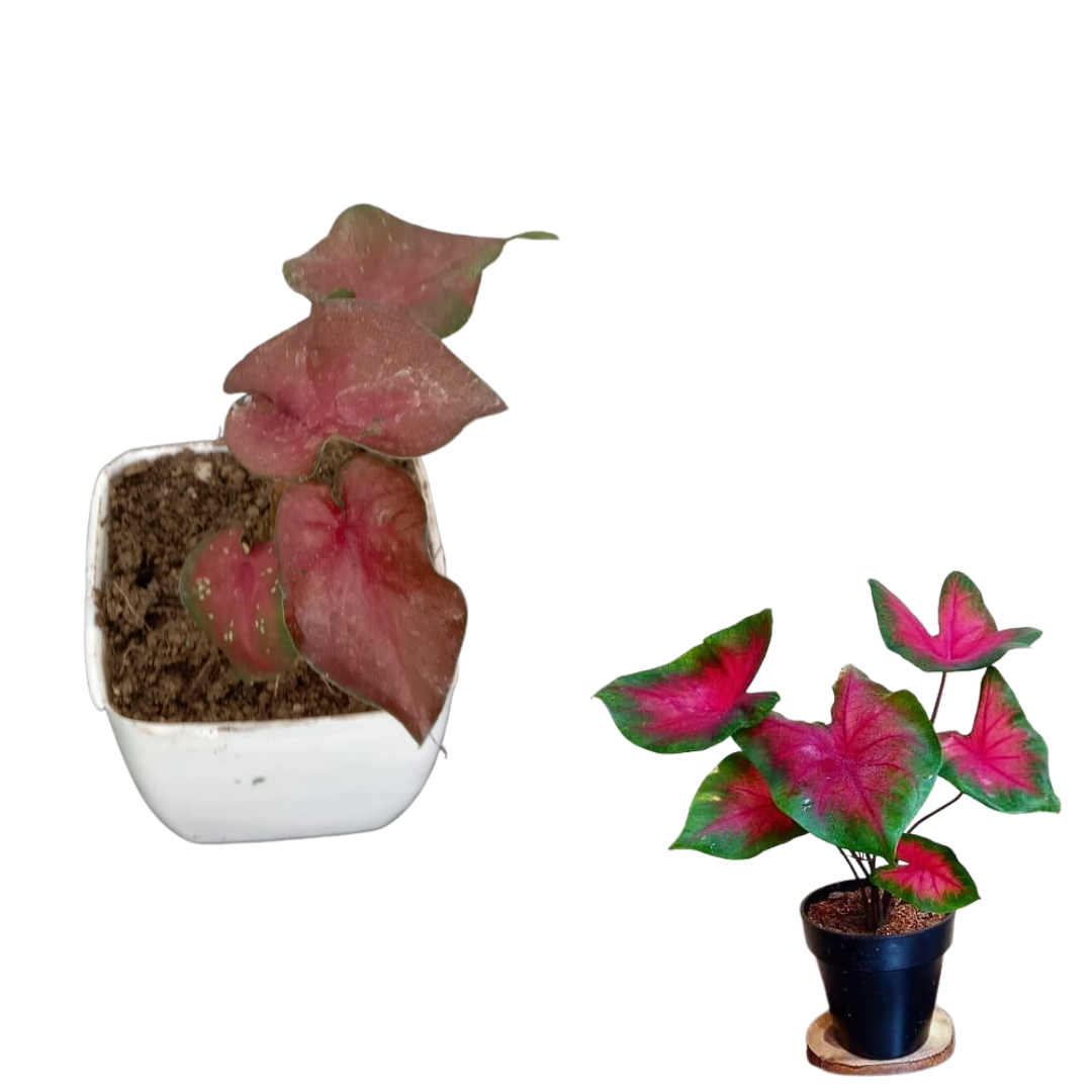 Caladium Small Caladium Red Wing