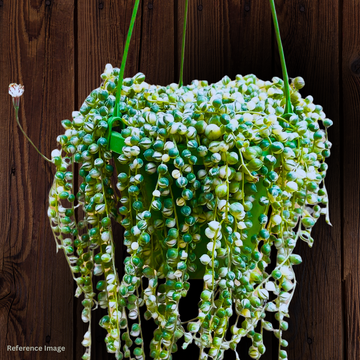 Rare Variegated String of pearls / Endearing Succulents