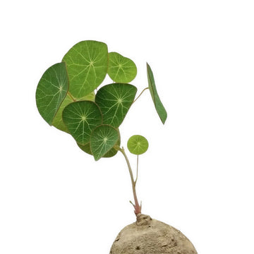 Stephania Rotunda Caudiformous Vine