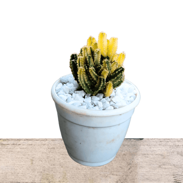 Variegated Fairy Castle Cactus Plant