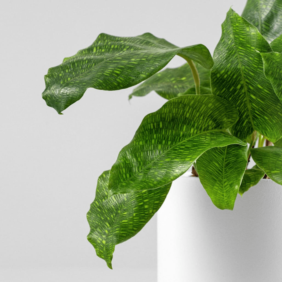 Calathea Musaica Indoor Plant
