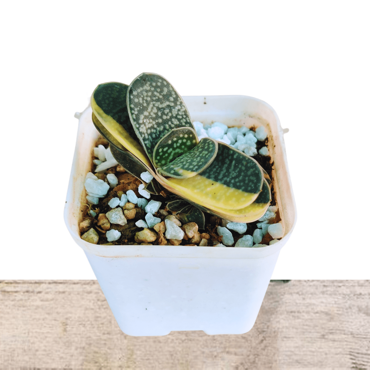 Gasteria Variegated Plant