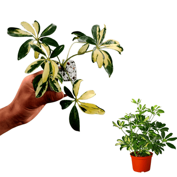 Umbrella Plant Varigeated Small