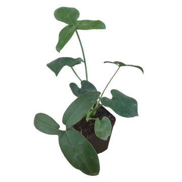 Rare Philodendron Florida Ghost