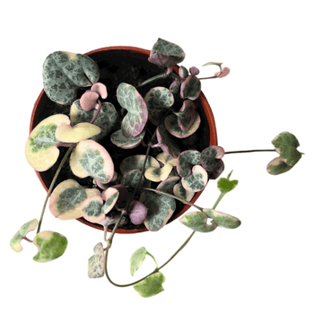 String of Hearts Plant Variegated