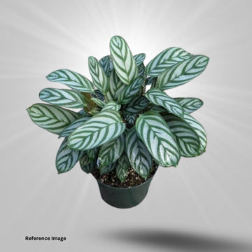 Calathea Compact Star