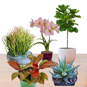 Hard To Kill Indoor Plant Set 5 Hardy Indoor Plants