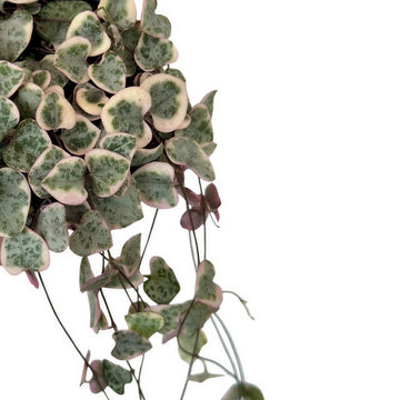 String of Hearts Variegated