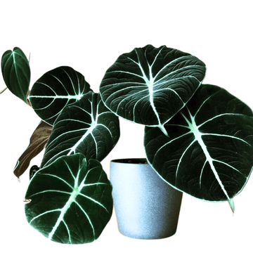 Alocasia Black Velvet Plant for Indoor Plant