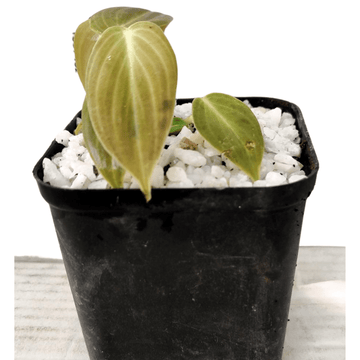 Extremely Rare Philodendron Melanochrysum Small Size