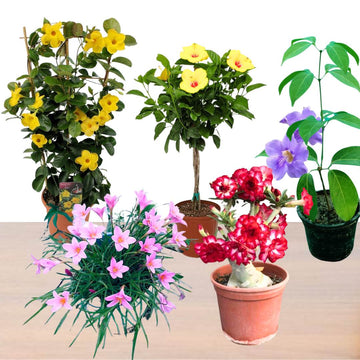 Summer Flowering Plant Set of 5 For Beautiful Garden