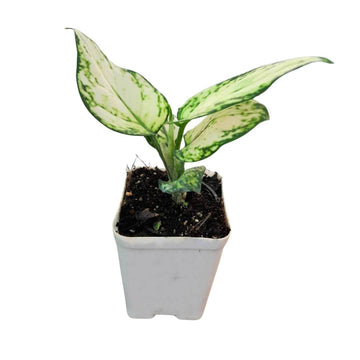 Aglaonema Super White Indoor Plant for Air Purifying