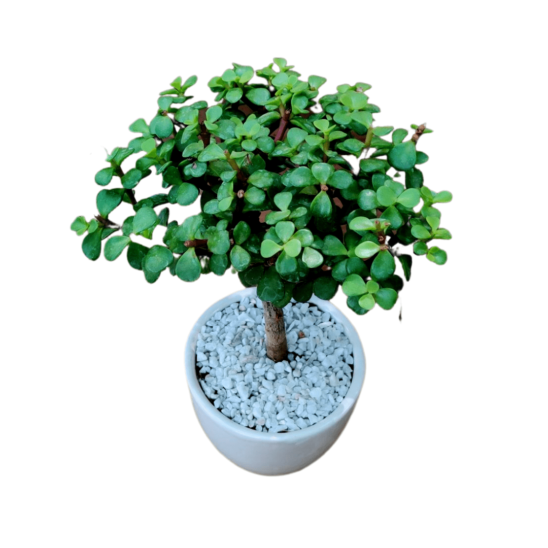 Jade Bonsai Tree In Ceramic Pot