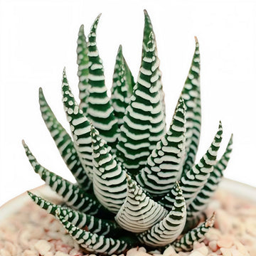 Zebra Plant