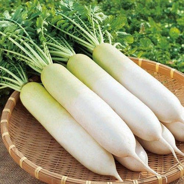 White Ivory Raddish  F1  Hybrid Seeds