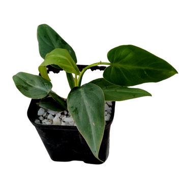 Extremely Rare Philodendron Mexicanum Small Size