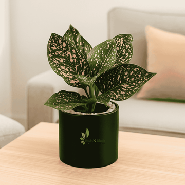 Aglaonema Night Sparkle Baby