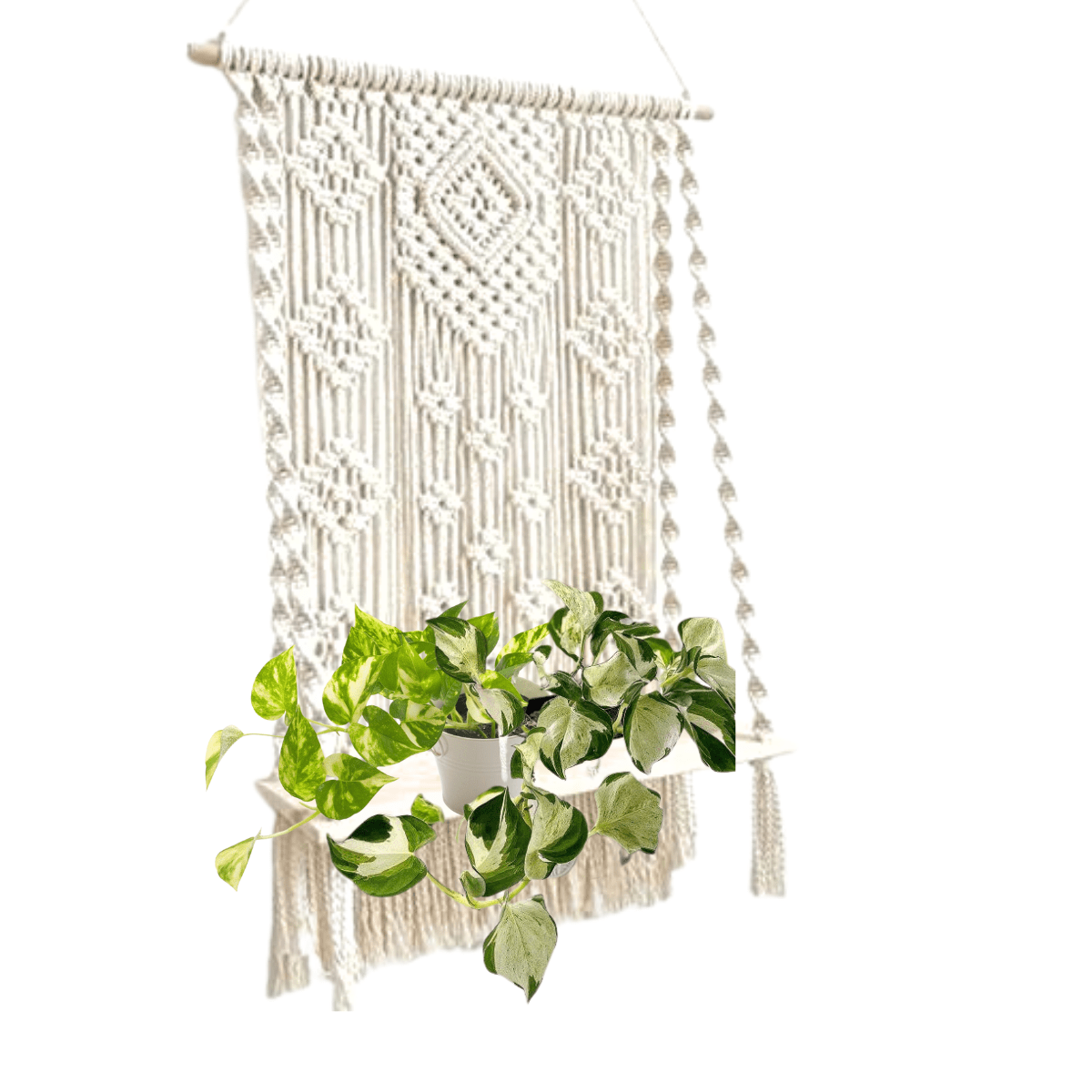 Macrame Curtain Selves with White and Golden Variegated Pothos, Home Decoration