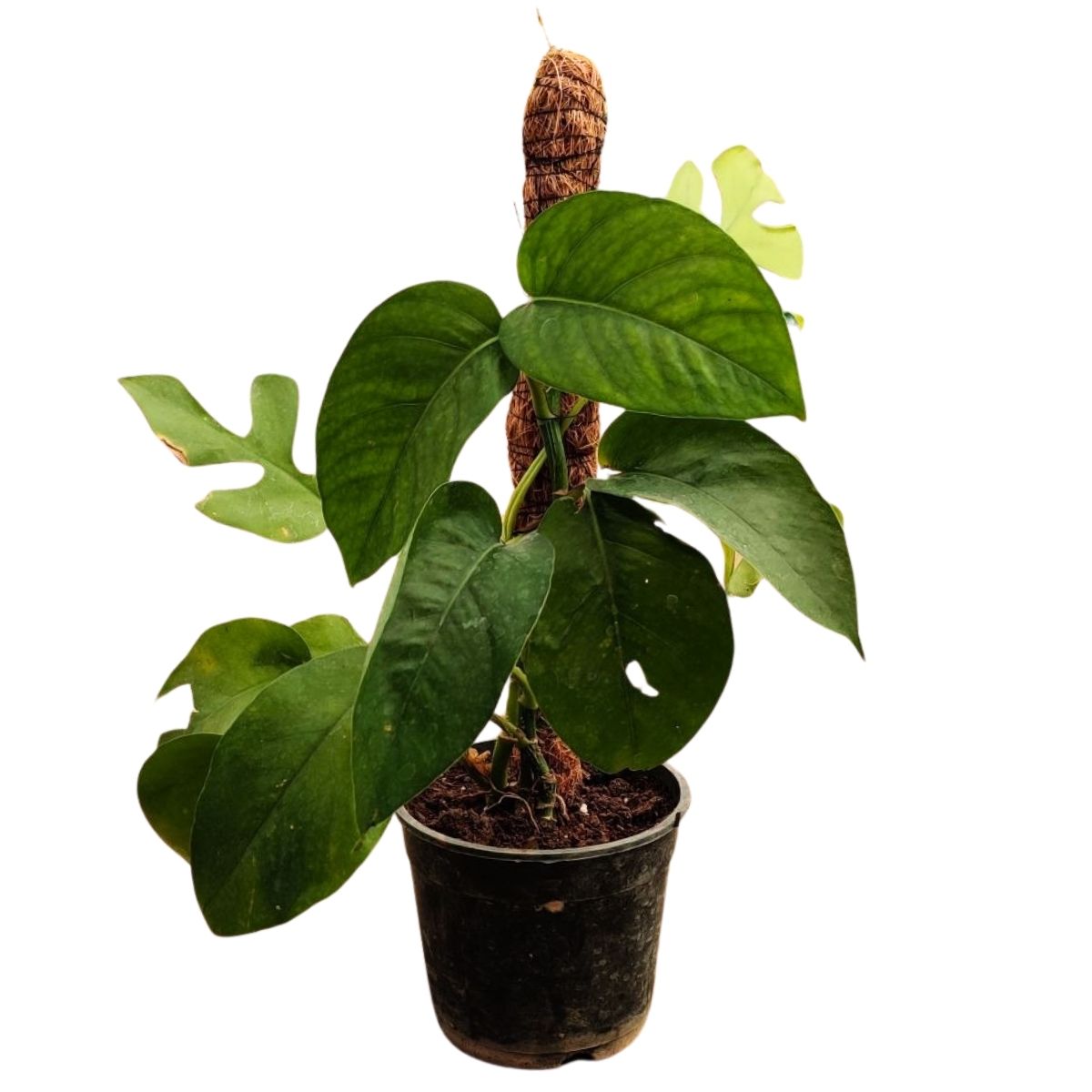 monstera dragon tail plant care Dragon Tail Monstera Plants