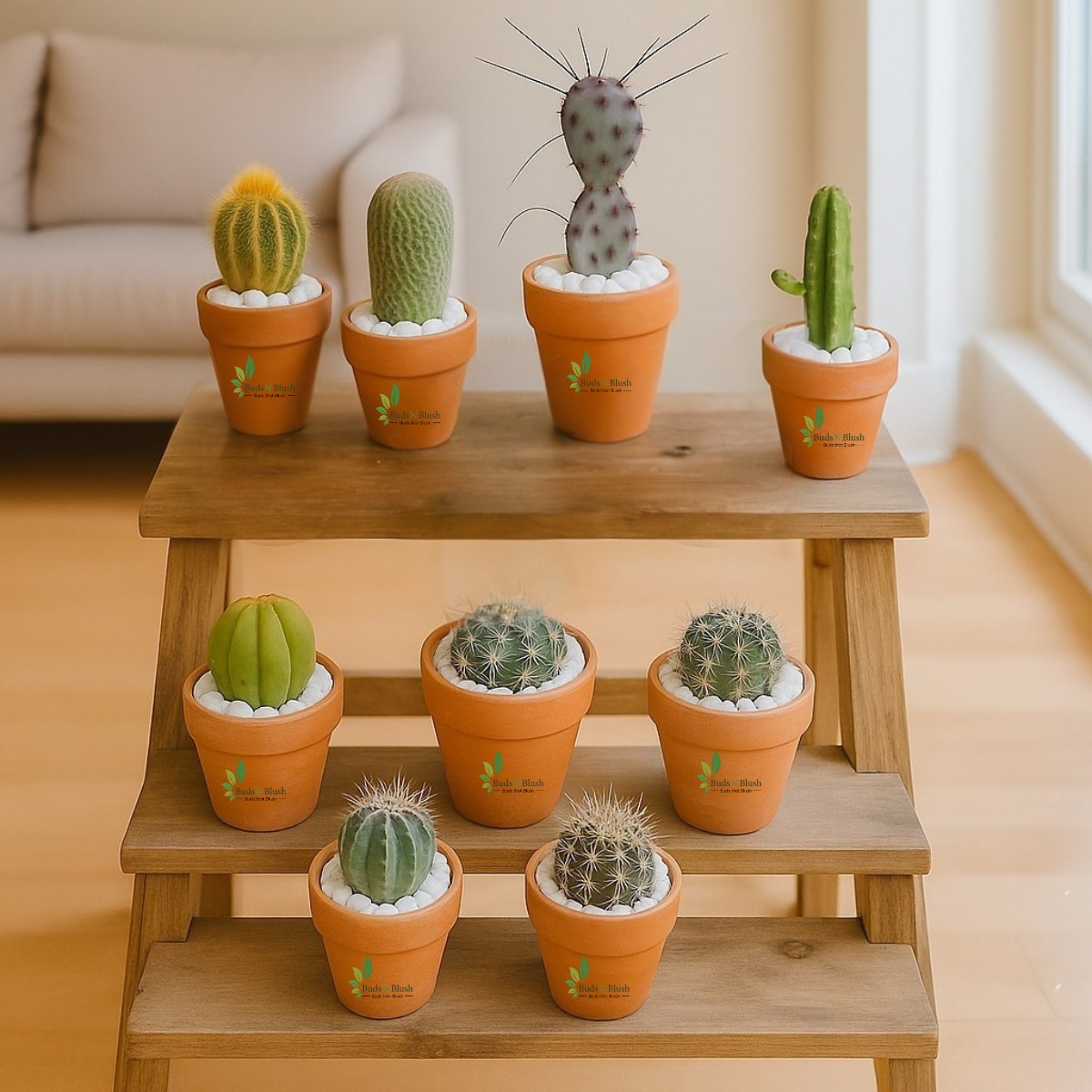 Cactus  Plant