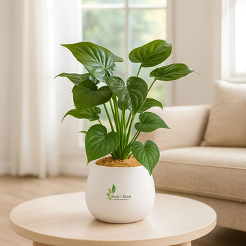 Alocasia Cucullata
