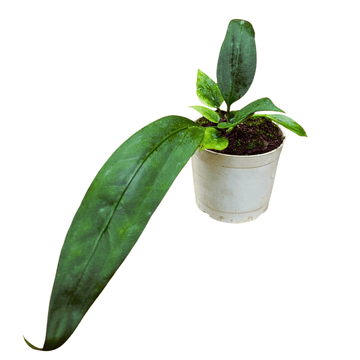 Anthurium Queen Vittarifolium