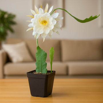 brahma kamal succulent Brahma Kamal White