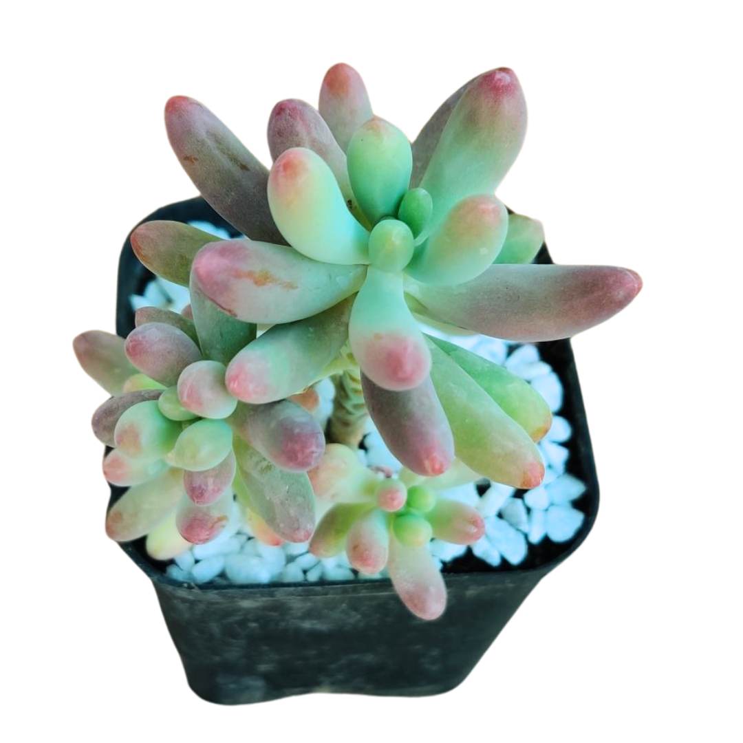 fingerling succulent Sedum Allantoides / Baby Finger Succulent / Endearing Succulents