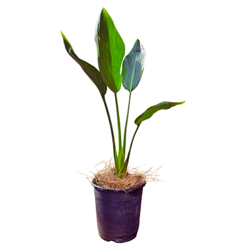 Bird Of Paradise White