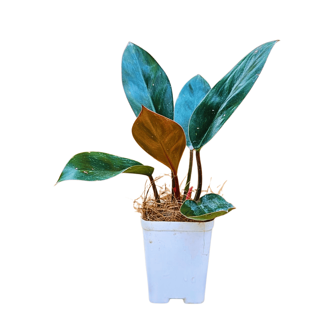 philodendron congo wiki Philodendron Rojo Congo
