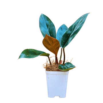 Philodendron Rojo Congo