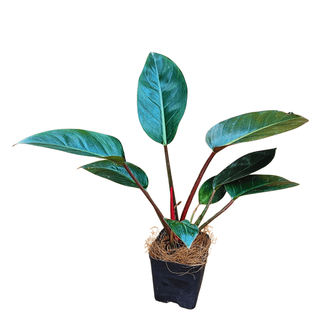 philodendron rojo congo pet safe Philodendron Rojo Congo