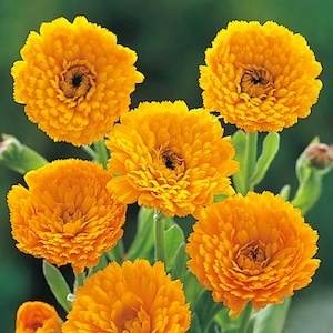 Calendula F1 Hybrid Seeds