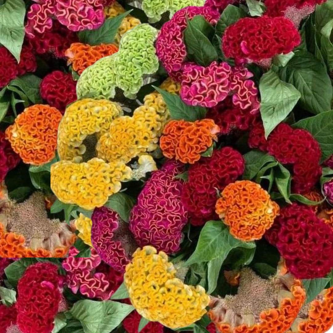 Celosia Cockscomb Mix F1 Hybrid Seeds