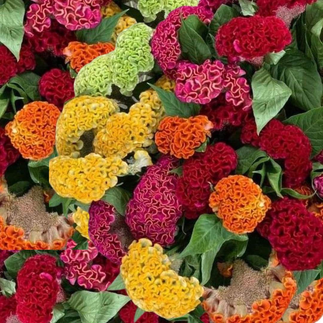 Celosia Cockscomb Mix