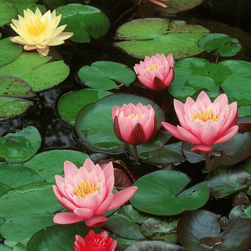 Set of 3 Lotus and Water Lilies Mix