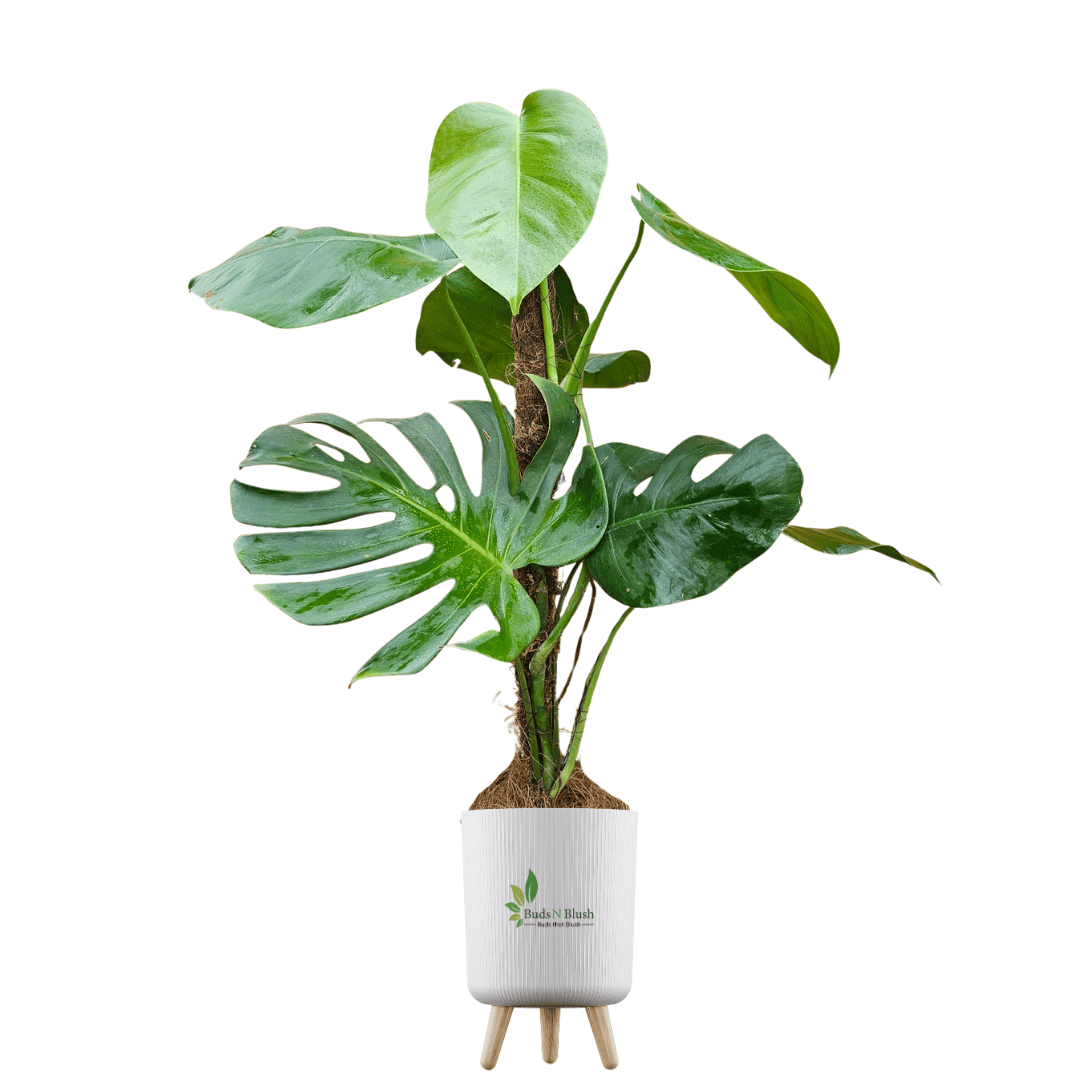blush monstera Monstera Deliciosa Plant for Living Room