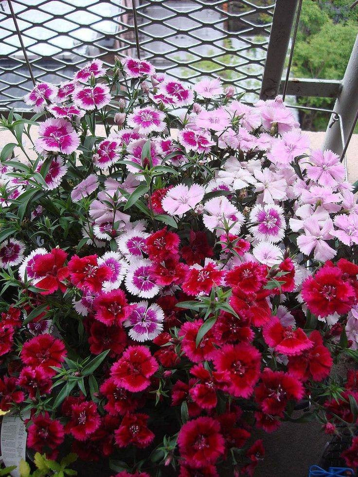 Dianthus Mix F1 Hybrid Seeds