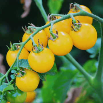 F1 Hybrid Yellow Cherry Tomatoes Seed