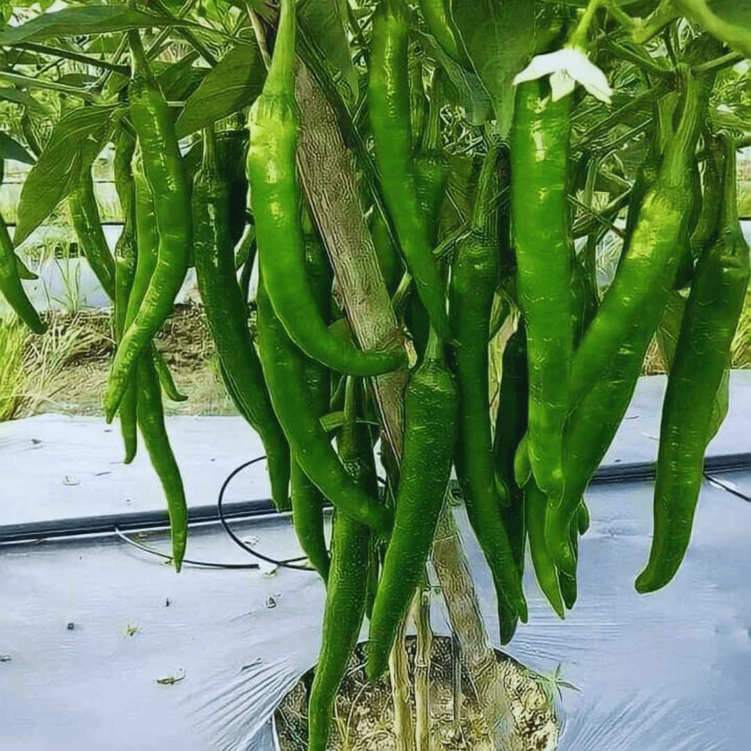 F1 Hybrid Chilli Seeds