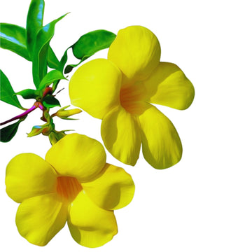 Yellow Allamanda Plant