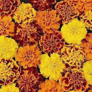 French Marigold Mix F1 Hybrid Seeds